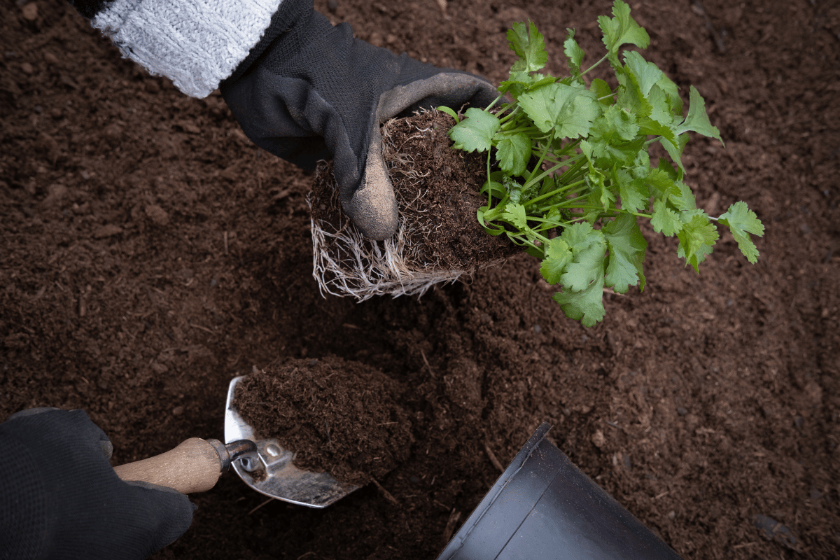 At transplanting, amino acids support faster establishment of the plant..png